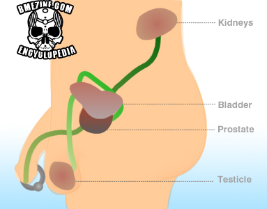 Location of Prostate glad in human males